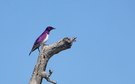Amethystglanzstar - violet backed starling