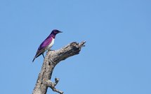 Amethystglanzstar - violet backed starling