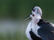 Hab Dich Lieb Stelzenläuferporträt