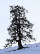 Überlebenskünstler