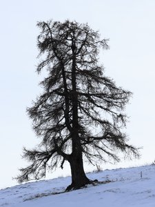 Überlebenskünstler