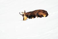 Stille Härte des Winters - Gams