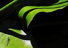 Jungfer im Grünen ?