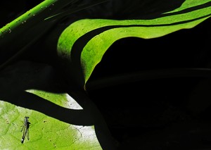 Jungfer im Grünen ?