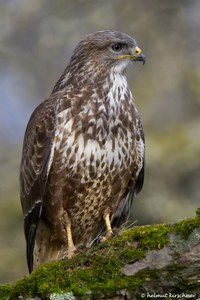 Mäusebussard ganz nah