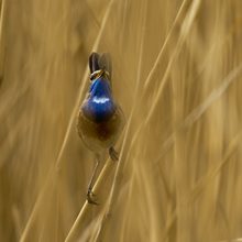 Blaukehlchen