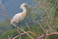 Löffler, ohne viel Action