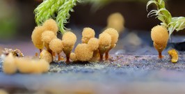 Ca.  einen Millimeter hoch: