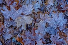 Herbstblätter mit weißen Streuseln