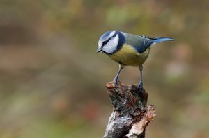 Häufiger Gartenbesucher