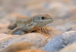 Auf warmen Steinen...