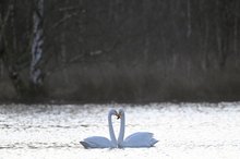 Schwanenliebe
