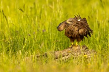 Gerüttelt oder geschüttelt :-)