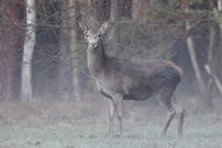 Hirschkuh Dezember 2025