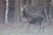 Hirschkuh Dezember 2025