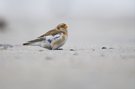 Schneeammer