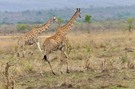 Massai-Giraffen