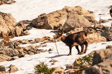 Gamskiz - Kindchenschema