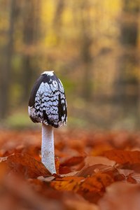 Spechttintling im Herbstwald