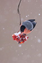 Gimpel  an Eberesche