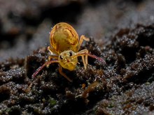 Bunter Kugelspringer