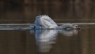 ….junger Schwan!