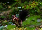 Eichhörnchen - es werde Licht
