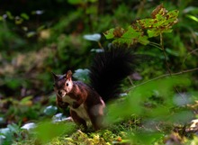 Eichhörnchen - es werde Licht