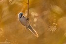 Bartmeisen im goldenen Schilf
