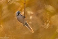 Bartmeisen im goldenen Schilf