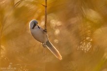 Bartmeisen im goldenen Schilf