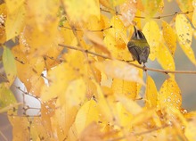 Sommergoldhähnchen bei der Futtersuche im Baum