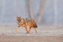 Goldschakal Serbien Februar