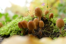 Ist es eine Art Tintling