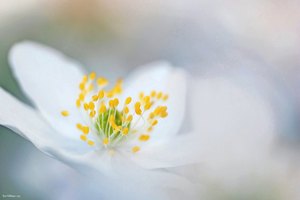 Vorfreude auf die Buschwindroserl ..