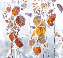 Winterfarben
