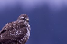 Ein Mäusebussard im Schnee