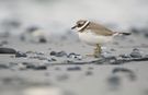 Sandregenpfeifer