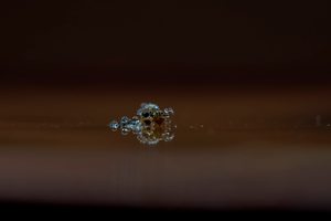 Kugelspringer im Morgentau