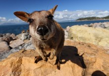 Allied rock-wallaby