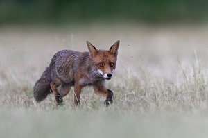 sehr, sehr vorsichtig