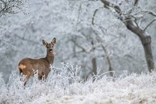 Winter in der Streuobstwiese