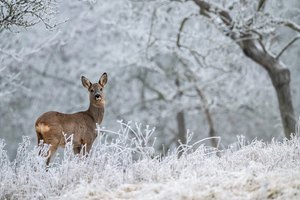 Winter in der Streuobstwiese