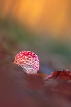 Junger Fliegenpilz ...