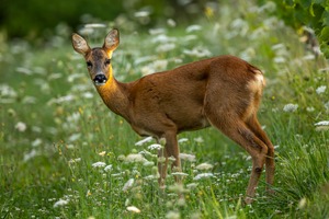 Im letzten Abendlicht
