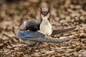 Rock'n'Roll Schwalbe