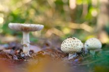 Ist es der Knollenblätterpilz?