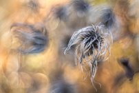 Waldrebe verblüht (Altglas)