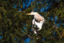 Graureiher - angry -