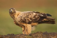 Spanischer Kaiseradler